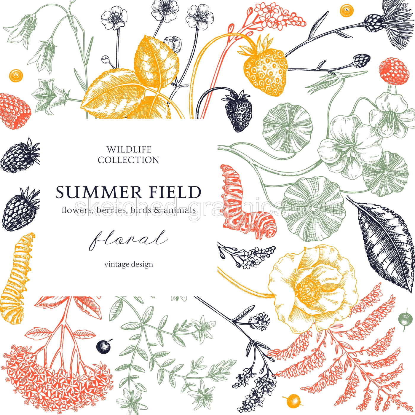 Summer background in color. Floral frame design in sketch style. Wildflowers botanical illustration. Hand-drawn field of flowers and insects for wedding invitation, decoration. Illustration
